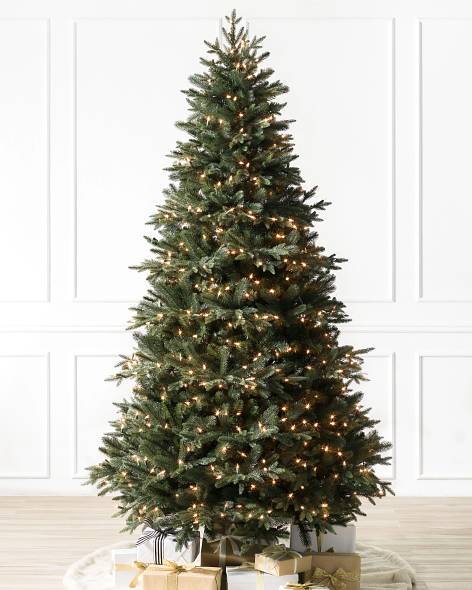 Saratoga Spruce Tree-1